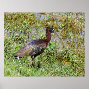 Glossy Ibis Poster