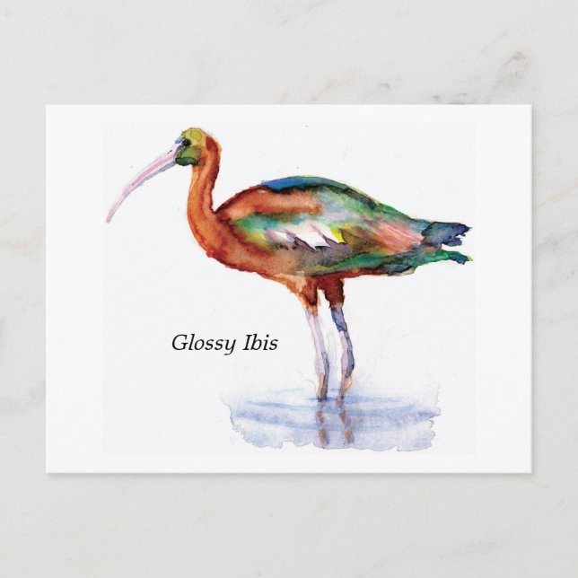 Glossy Ibis Postkarte (Vorderseite)