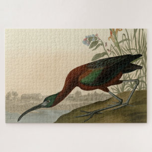 Glossy Ibis - von Audubons Vögeln Amerikas