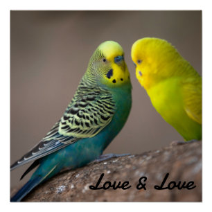 Glossy Poster Liebe Schwarzer Farbtext Vogelbild