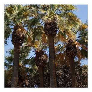 Glossy Poster Palm Trees