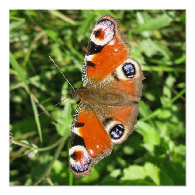 Glossyposter Poster (Vorderseite)