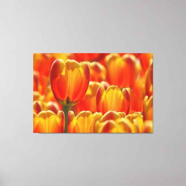 GLOWING TULIPS 32x48 Leinwanddruck (Vorderseite)