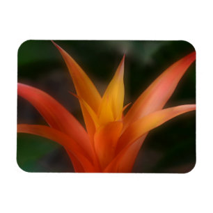 Glows Bromeliad Magnet