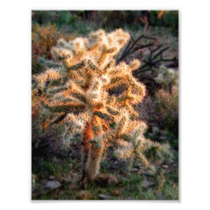 Glows Cholla Fotodruck