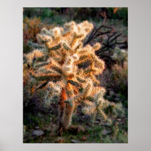 Glows Cholla Poster