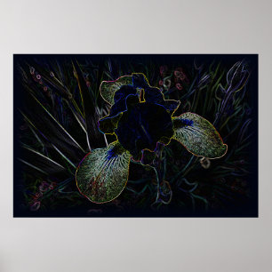 Glows Iris Poster