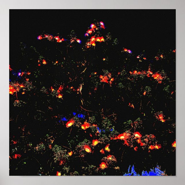 Glows Mimosa Tree Poster (Vorne)