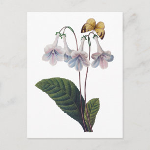 Gloxinia von Pierre Joseph Redoute Postkarte