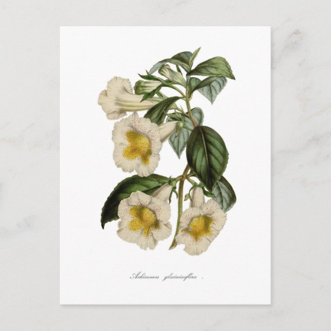 Gloxiniäflora Postkarte (Vorderseite)