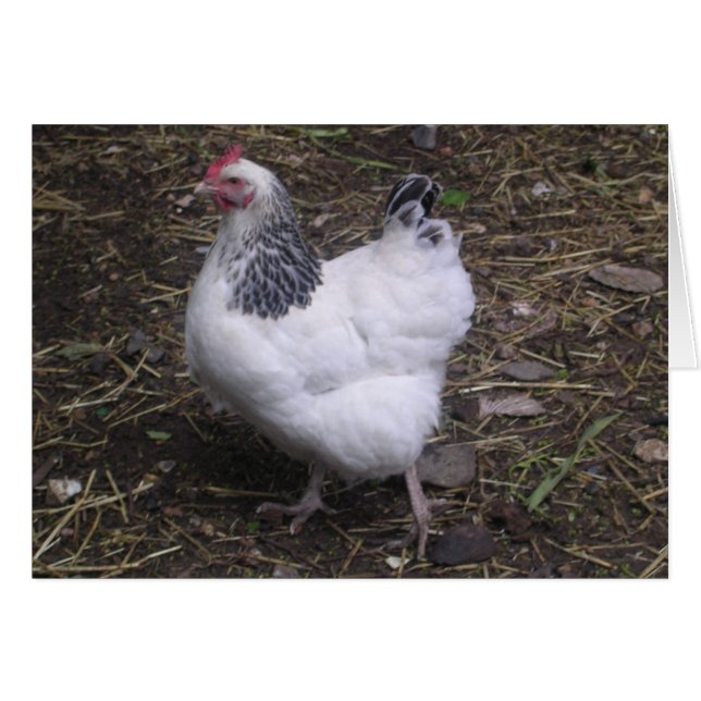 Glück beim Licht Sussex (Vorderseite (Horizontal))