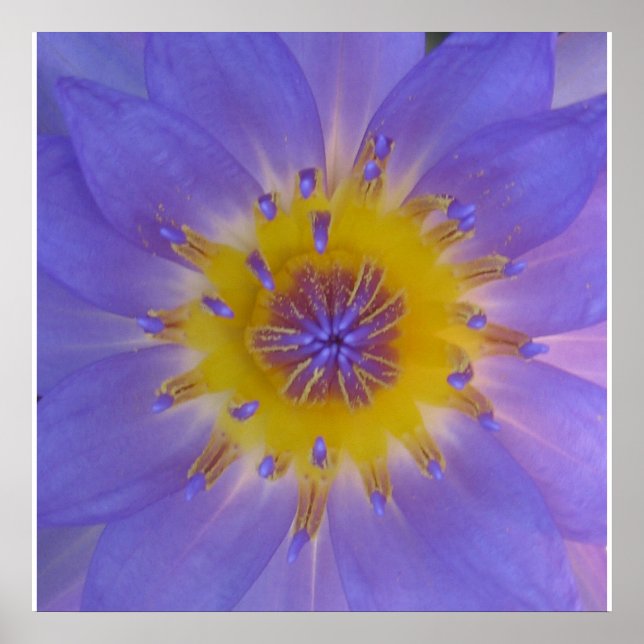 Glück der Wasserlilie Poster (Vorne)