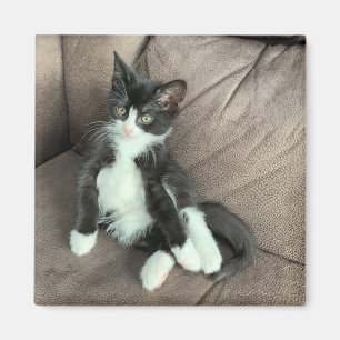 Glück Kitten Magnet