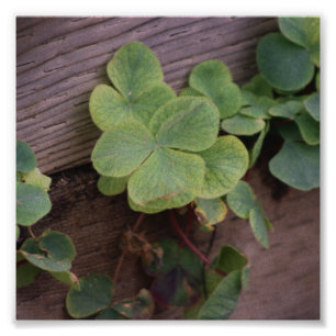 Glück oder Entschlossenheit? Saint Patricks Day Sh Fotodruck