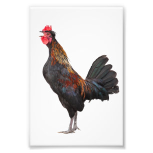 Gluckerndes Huhn Fotodruck