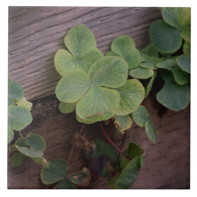 Glücklich oder bestimmt? St. Patricks Day-Kleeblät Fliese (Vorderseite)