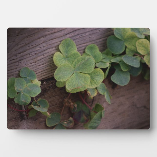 Glücklich oder bestimmt? St. Patricks Day-Kleeblät Fotoplatte (Vorderseite)