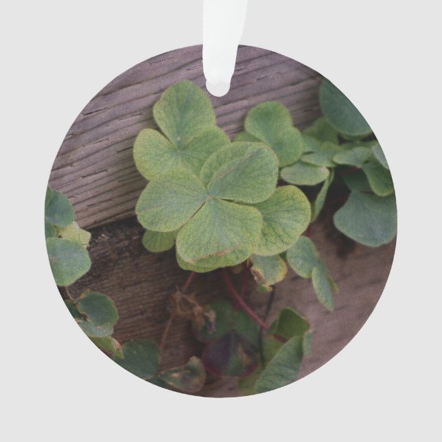 Glücklich oder bestimmt? St. Patricks Day-Kleeblät Ornament (Vorderseite)