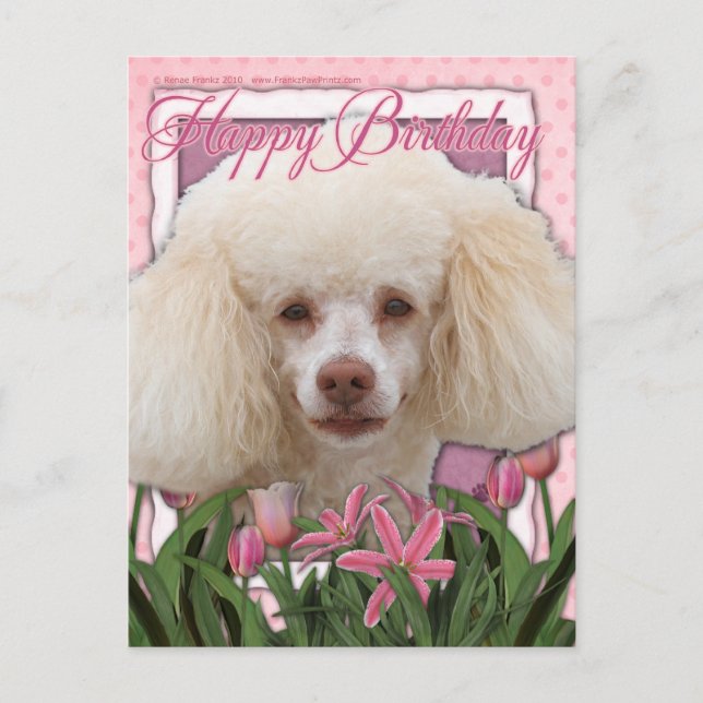 Glücklich zum Geburtstag - Poodle Postkarte (Vorderseite)