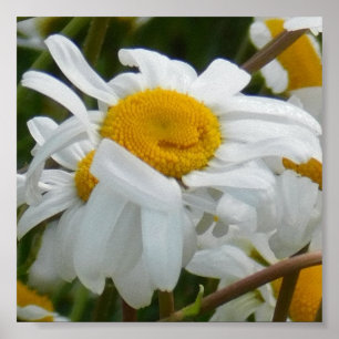 Glückliche Blume - Glückliches Gesicht lächelnde G Poster