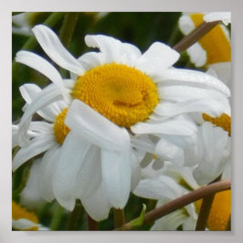 Glückliche Blume - Happy Gesicht lächelnd daisy Poster
