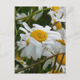 Glückliche Blume - Happy Gesicht lächelnd daisy Postkarte