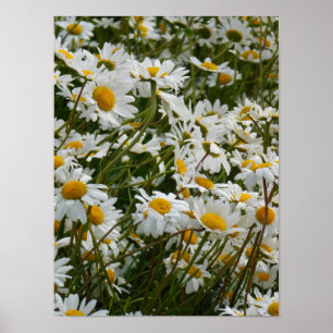 Glückliche Blumenwiese - Glückliches Gesicht läche Poster