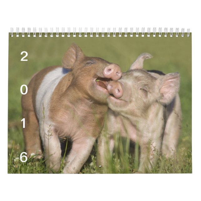Glückliche Ferkel - Schwein-Kalender 2016 Kalender (Titelbild)
