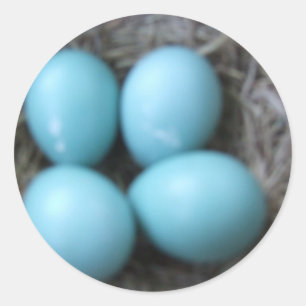 Glückliche Frühlings-Rotkehlchen-blaue Eier im Runder Aufkleber