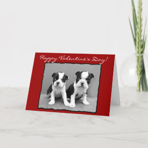 Glückliche Gruß-Karte Valentinstag-Bostons Terrier Feiertagskarte