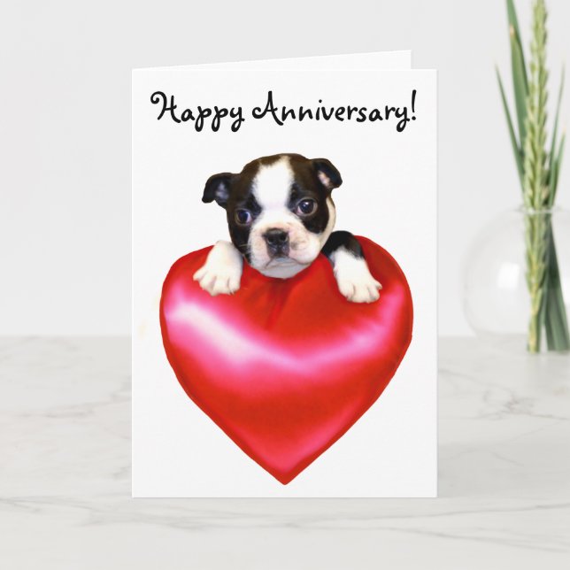 Glückliche Jubiläumsgrusskarte für Boston Terrier Karte (Vorderseite)