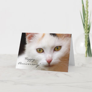 Glückliche Jubiläumsjubiläumskarte Weiße Katze Karte