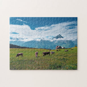 Glückliche Kühe auf dem Bauernhof in der Schweiz