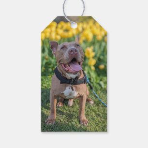 Glückliche Pit Bull Fotografie Geschenkanhänger