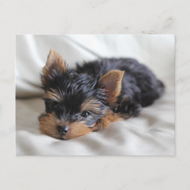 Glückliche Postkarten für die japanischen Yorkie (Vorderseite)