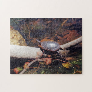 Glückliche Schildkröte