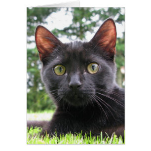 Glückliche schwarze Katze