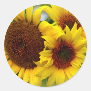 Glückliche Sonnenblumen Runder Aufkleber