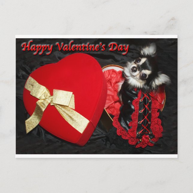Glückliche Valentinstag-Chihuahua Feiertagspostkarte (Vorderseite)