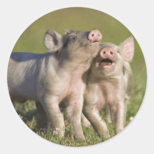 Glückliche weiße Ferkel, die auf dem Gebiet Runder Aufkleber