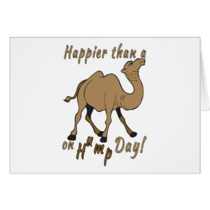 Glücklicher als ein Kamel am Hump Day