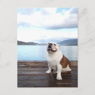 glücklicher Bullenhund sitzt auf Deck am See Postkarte