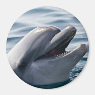 Glücklicher Delfin Nahaufnahme über blauem Wasser Magnet