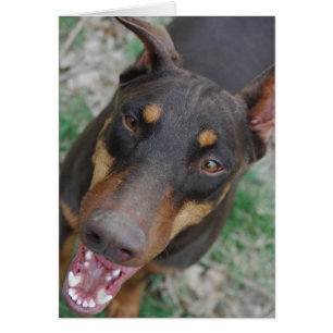 Glücklicher Dobermann