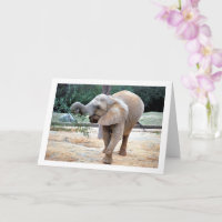 Glücklicher Elefant