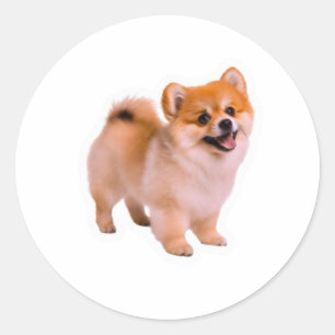 Glücklicher flauschiger Pomeranian-Welpe Aufkleber