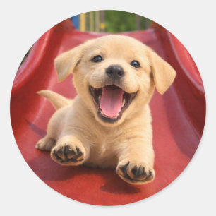 Glücklicher gelber Labrador-Welpe auf einer Rutsch Runder Aufkleber