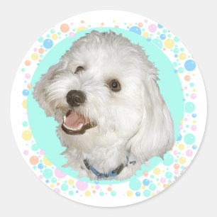 Glücklicher Havanese Runder Aufkleber