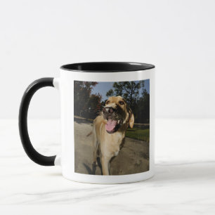 Glücklicher Hund, der um draußen herein trainier Tasse