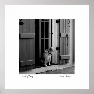 Glücklicher Hund durch Linda Becker PhotoArt Poster